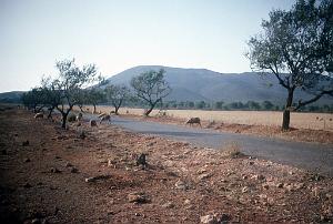 LE KHAR OU LA MONTAGNE DES LIONS (7)